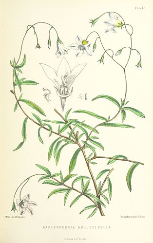 Wahlenbergia angustifolia